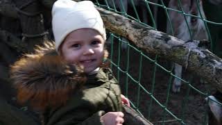 Библейские животные в Вифлееме