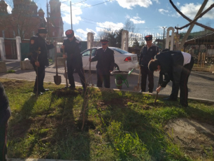 Рождественские казаки посадили деревья на предхрамовой территории.